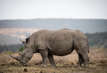  Indian Rhinos and the Eastern Himalayas